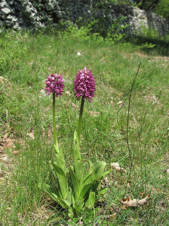 Orchis x angusticruris